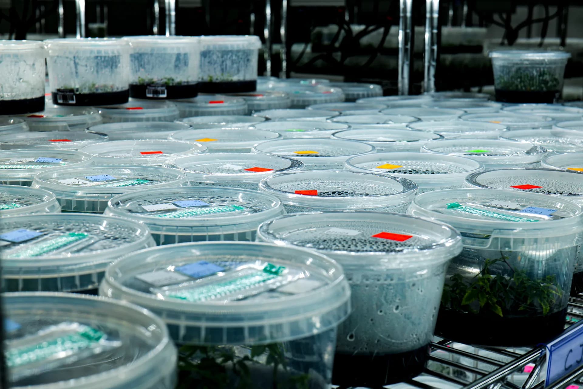 Growth chamber — automated lighting