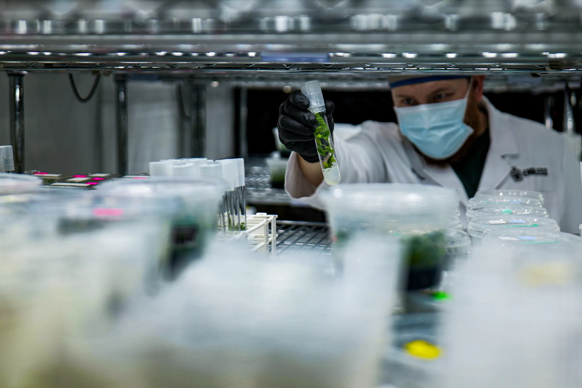 Scientist in the lab