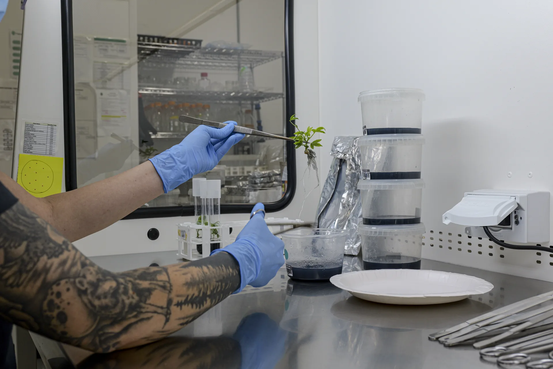 Tissue culture production