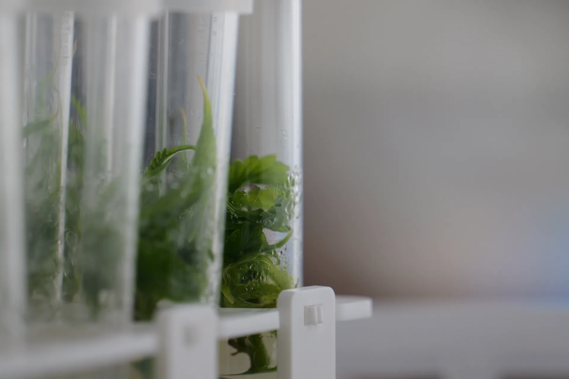 Tissue culture plantlet in test tube